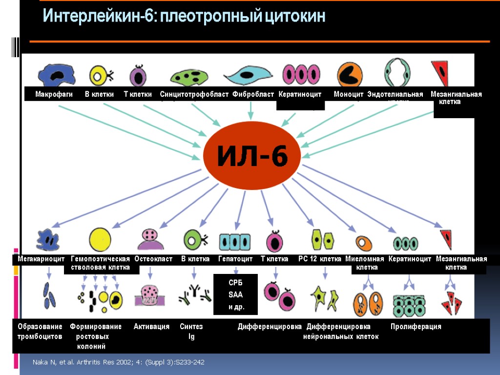 Интерлейкин-6: плеотропный цитокин Макрофаги В клетки Т клетки Синцитотрофобласт Фибробласт Кератиноцит Моноцит Эндотелиальная Мезангиальная